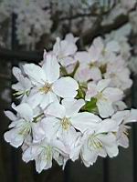 Cerisier du Japon, en fleurs (Lyon, 2019-03) (5)